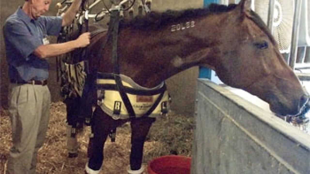 photo: man adjusting harness on horse