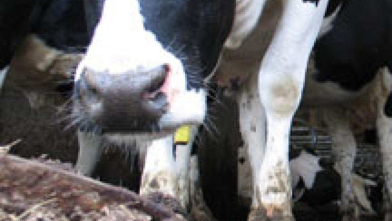 photo: Black and white dairy cow standing in manure