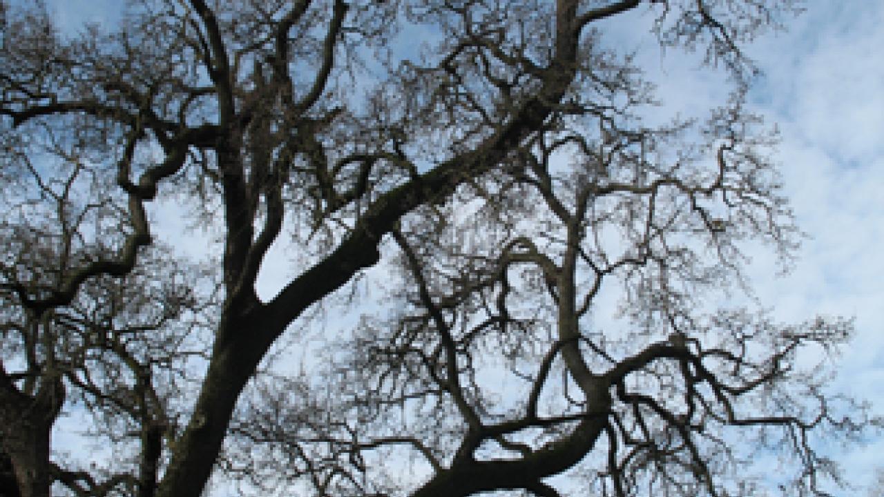 One of UC Davis mighty oaks.