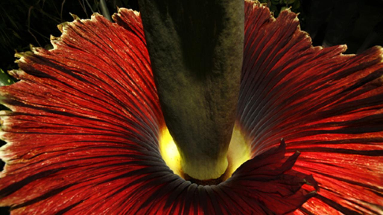 Photo: Tammy the Titan in bloom, lit from the bottom.