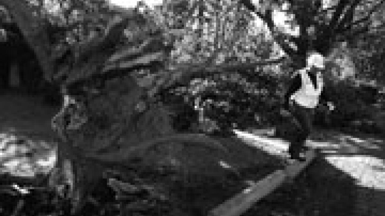 Keith Tipton, an irrigation specialist, helps to repair the broken water main caused by a fallen tree Sept. 23 on Putah Creek Lodge Drive. The campus was battered by a heavy windstorm that day, and damage included a power outage throughout all c