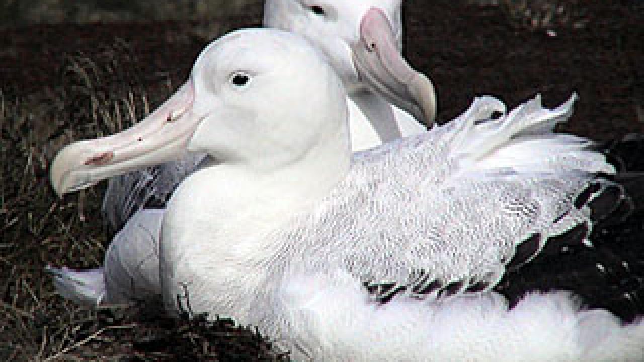 Photo: birds on grass