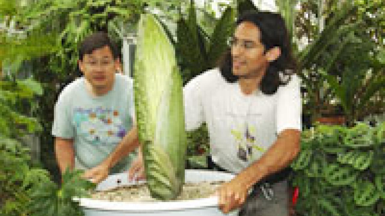 photo of folded corpse flower in conservatory