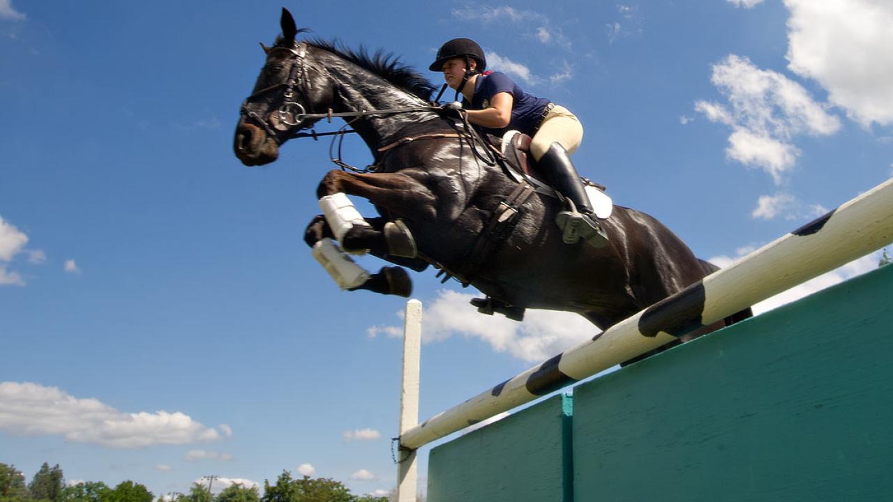 Woman on horse taking a jump