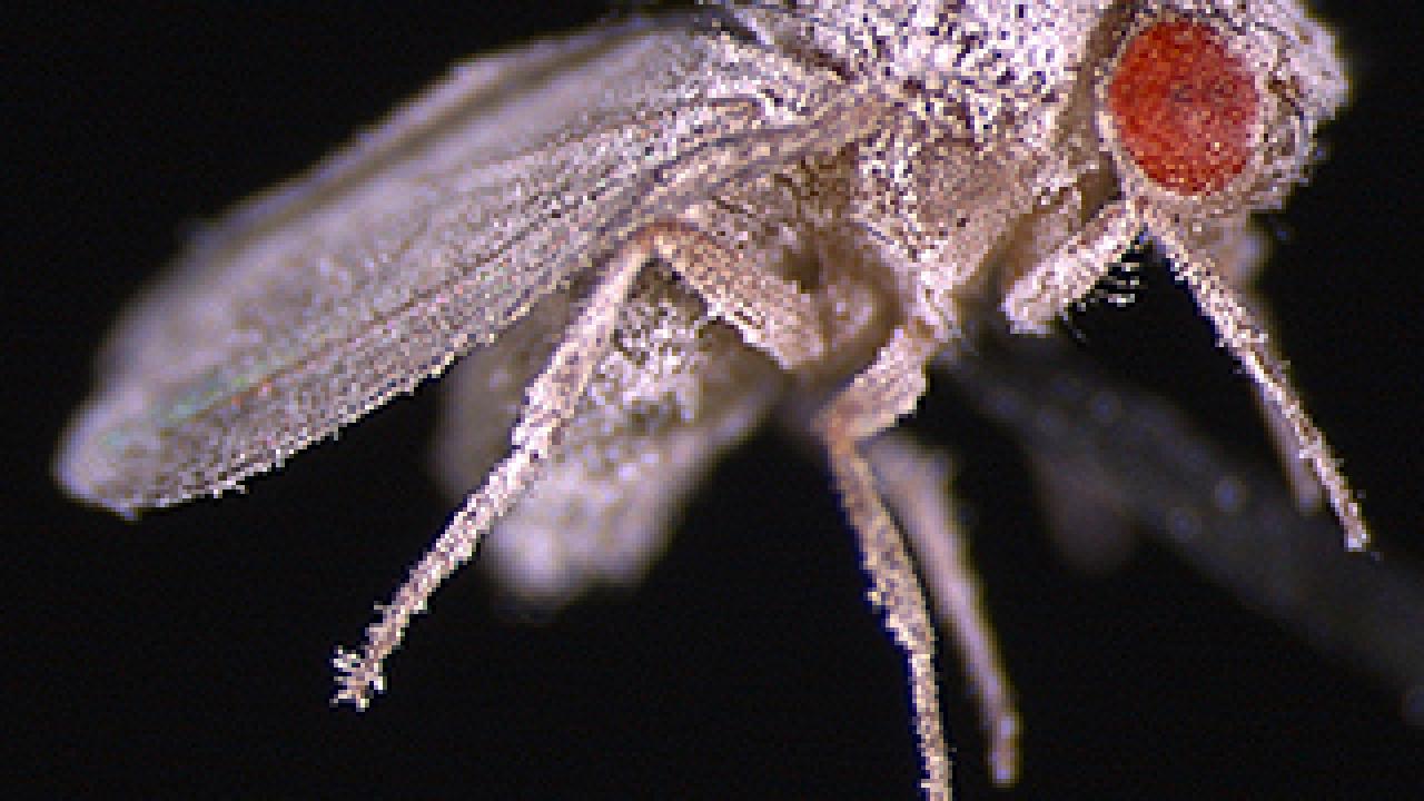 A Drosophila fly covered in white fungus