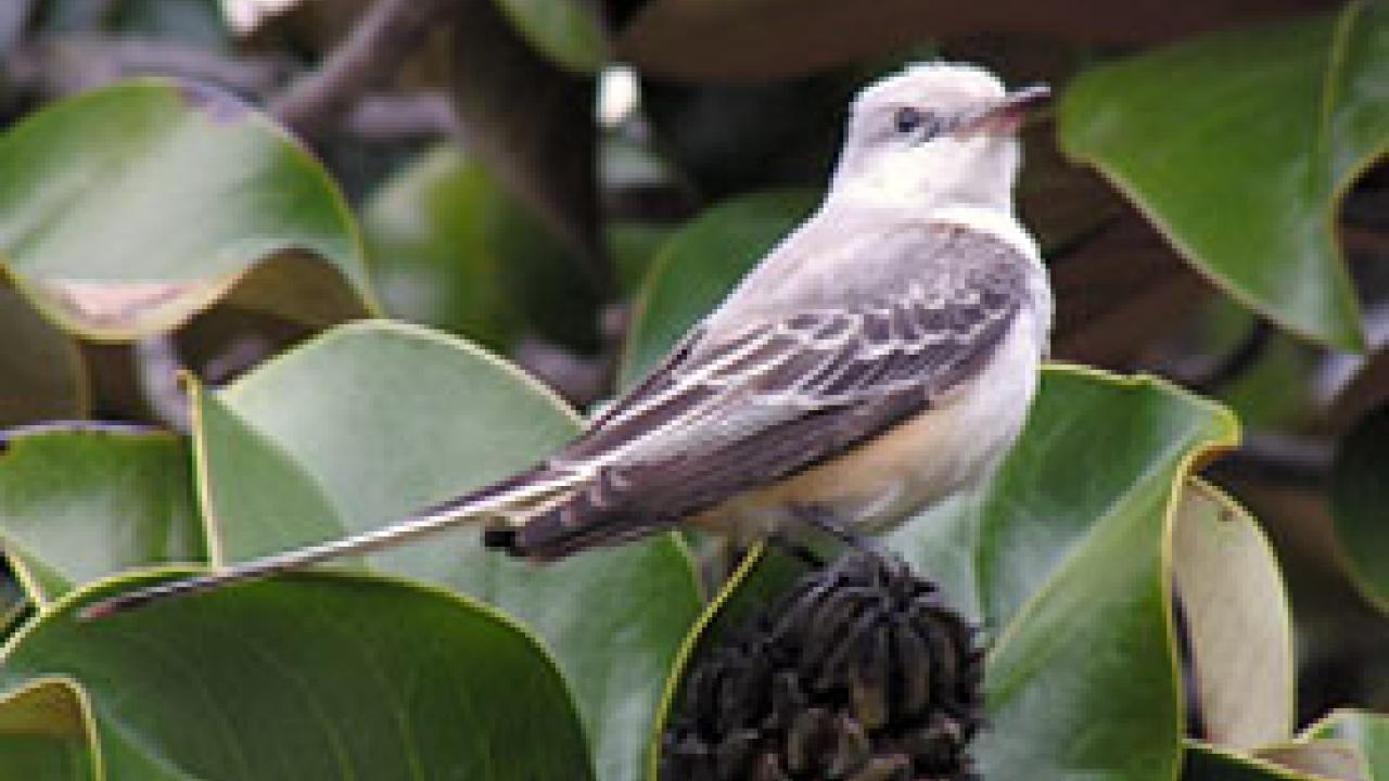 Making its first documented visit to Yolo County, a scissor-tailed flycatcher, above, has drawn bird enthusiasts to campus from throughout the region. 