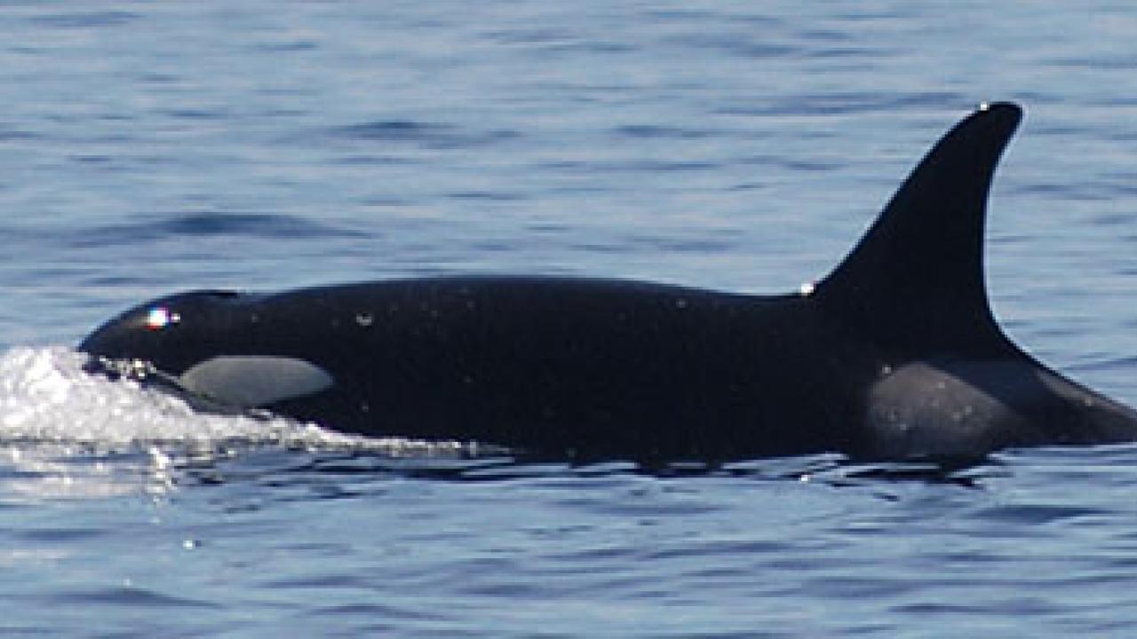 Photo: killer whale rising out of water