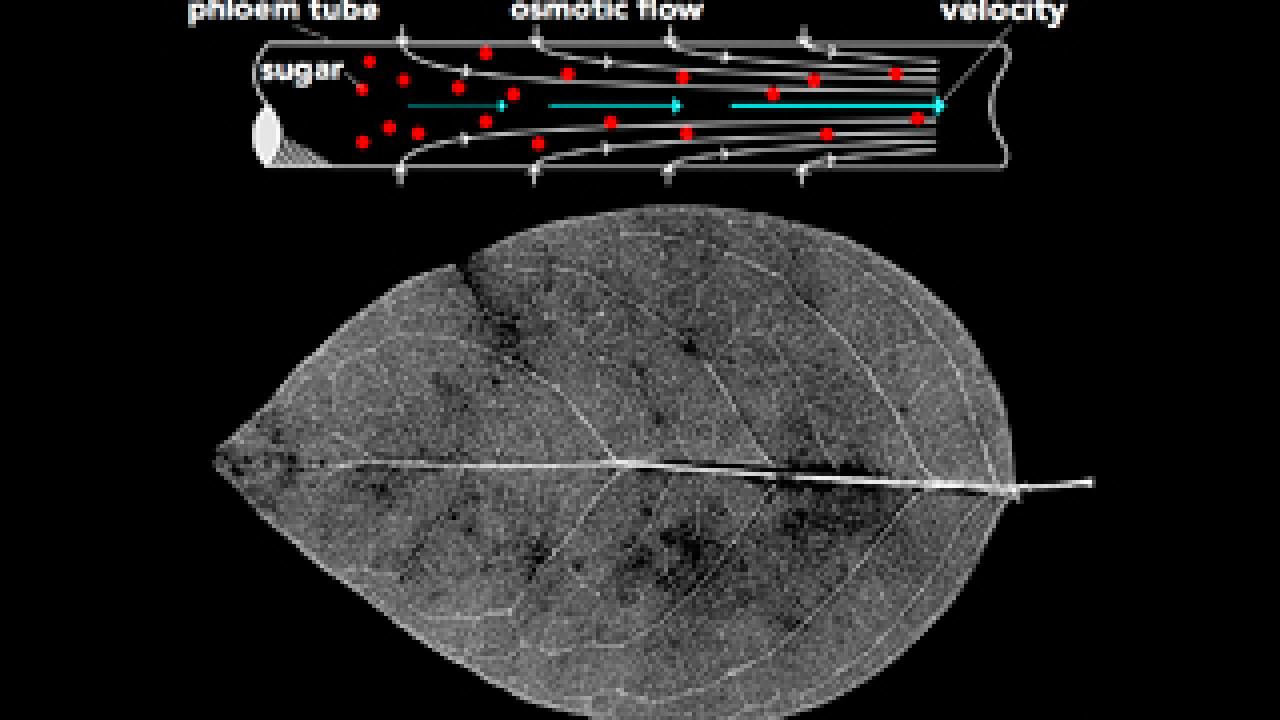 image: leaf nutrients and photosynthesis with graphic
