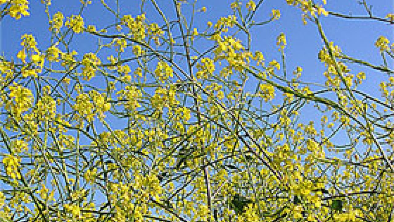 Photo: Several wild mustard plants shot from  below