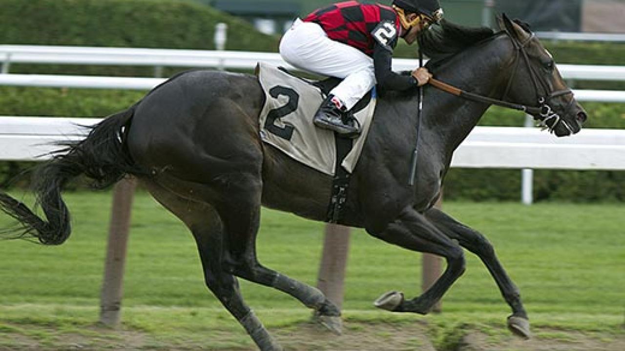 Horse and jockey on a racetrack