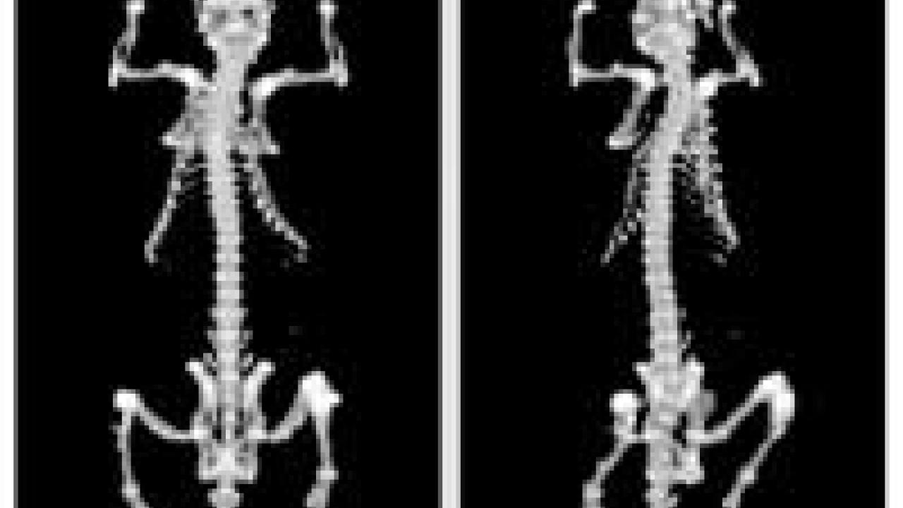 photo scan of two rat skeletons