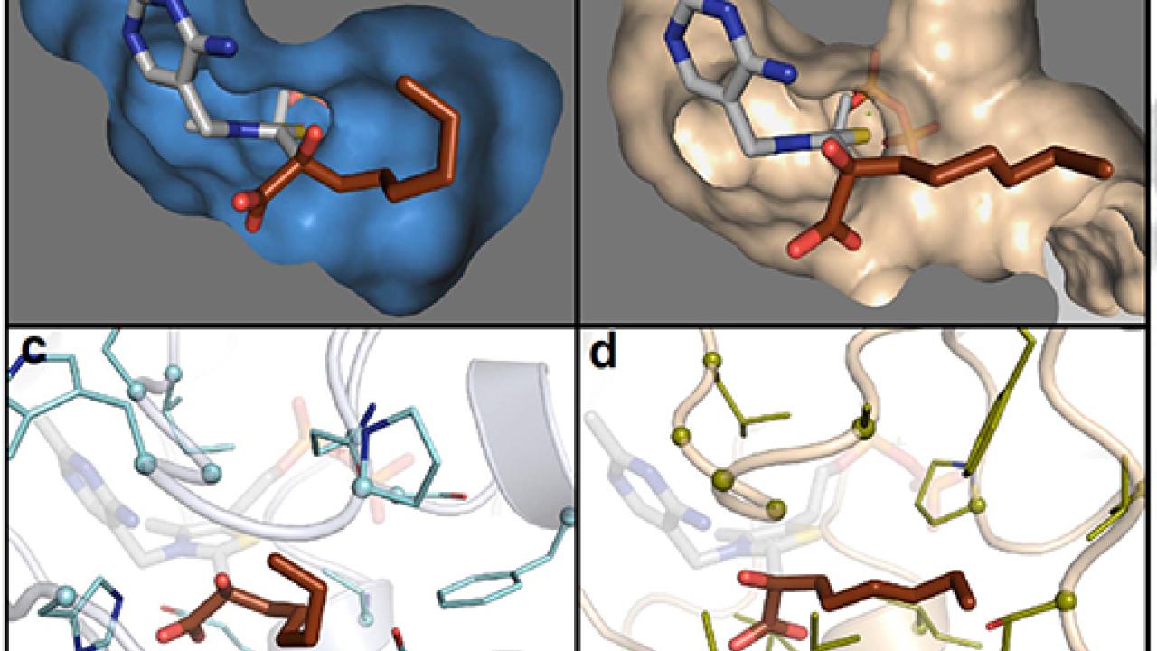 The images on the left show the key molecule in enzyme KIVD, part of a metabolic pathway in E. coli that transforms sugars into short-chain alcohols, while the images at right show the same molecule, but in a different enzyme and configuration. 
