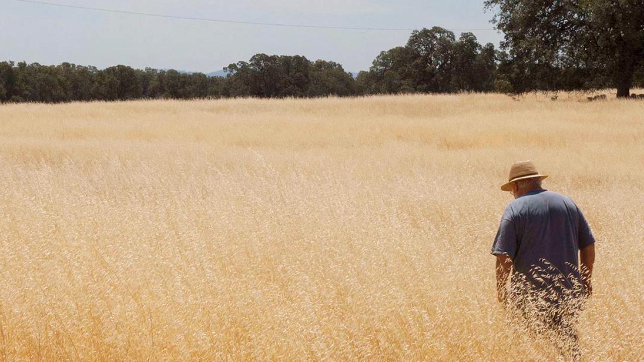 Man in a hat walks through a Northern California foothills