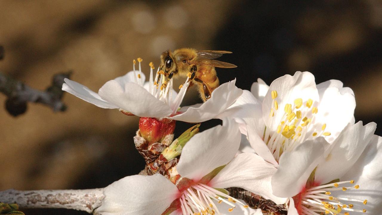 a bee on a white flower