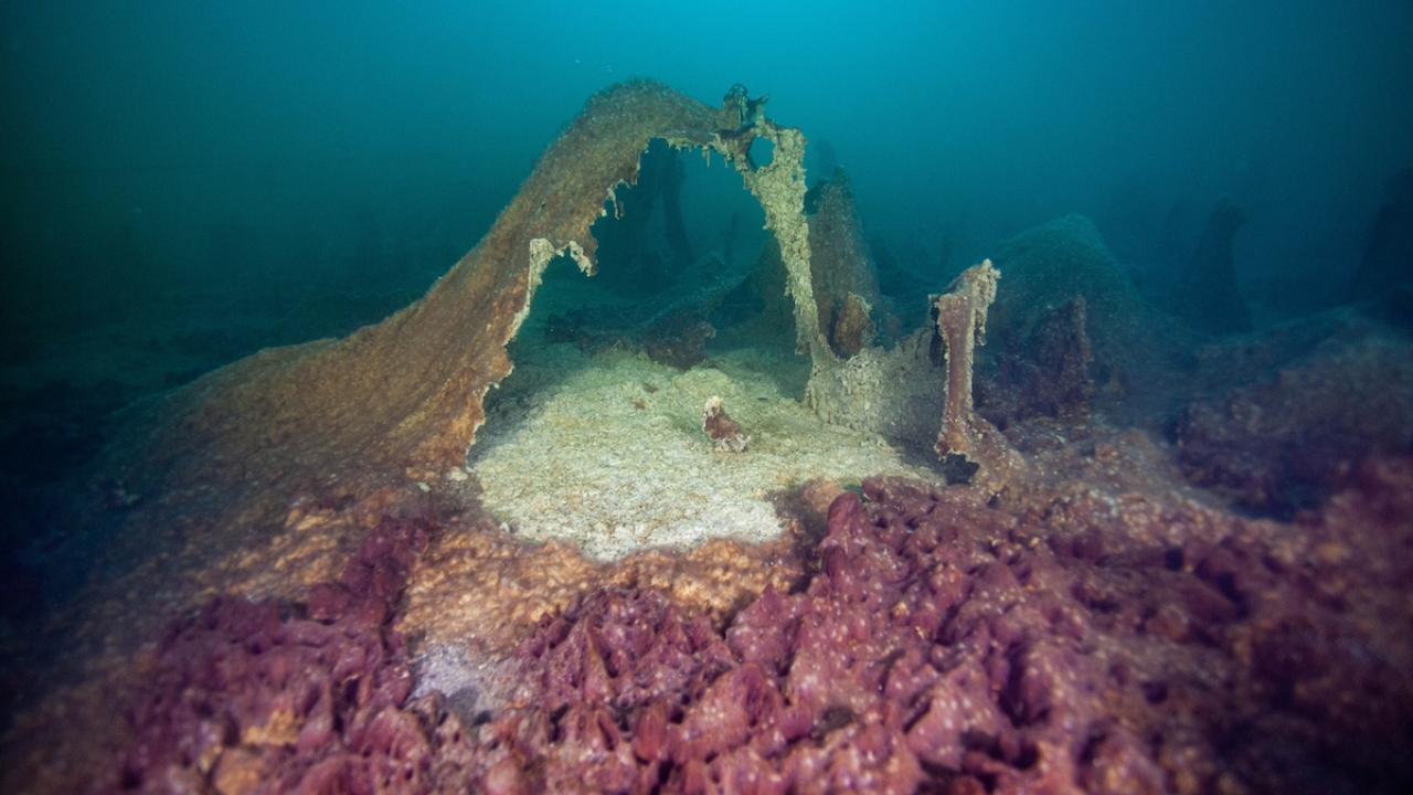 Colorful mats and spires underwater. 