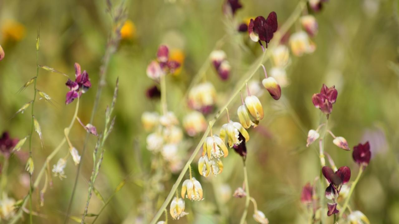 Deep mauve bell-like flowers hang from a slender branch running from lower left to upper right. 