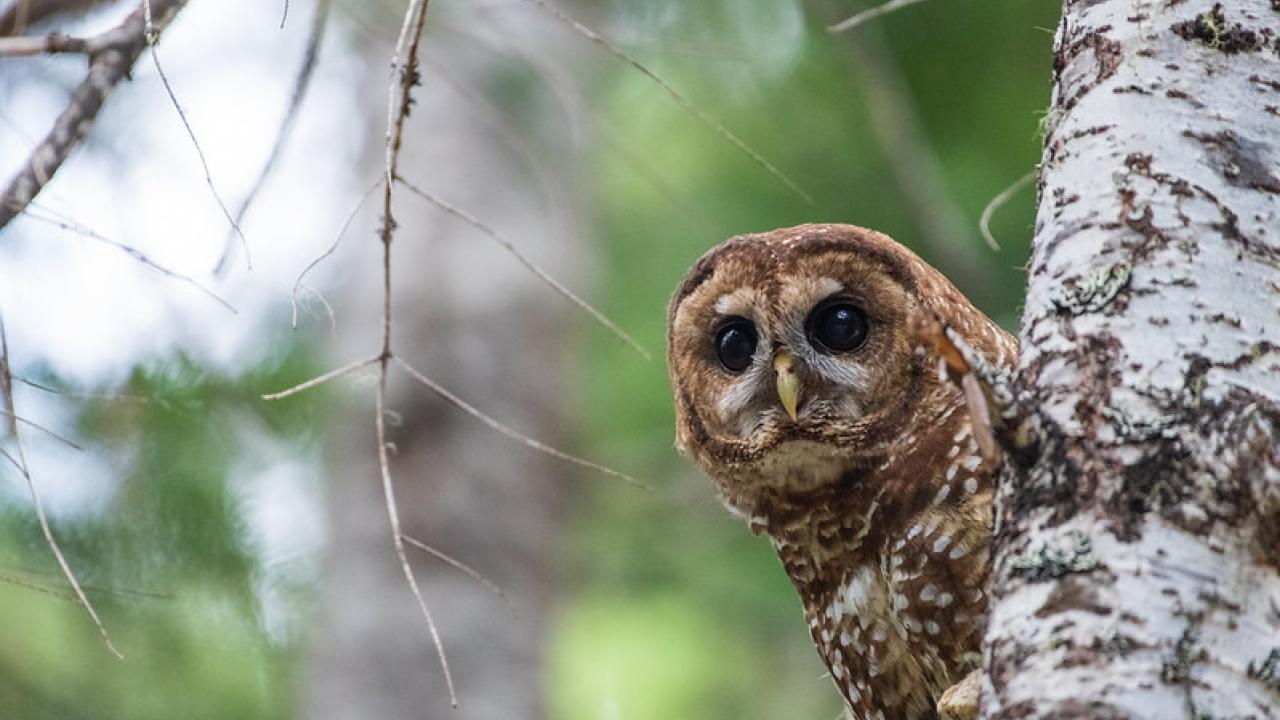 Brown owl peeking from birch tree amid green forest