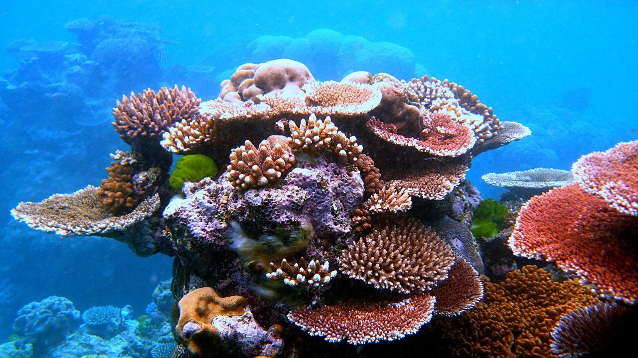 Underwater photo of a colorful outcrop of coral with many layers against blue ocean background.