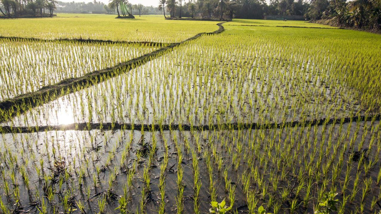 Red rice paddy field