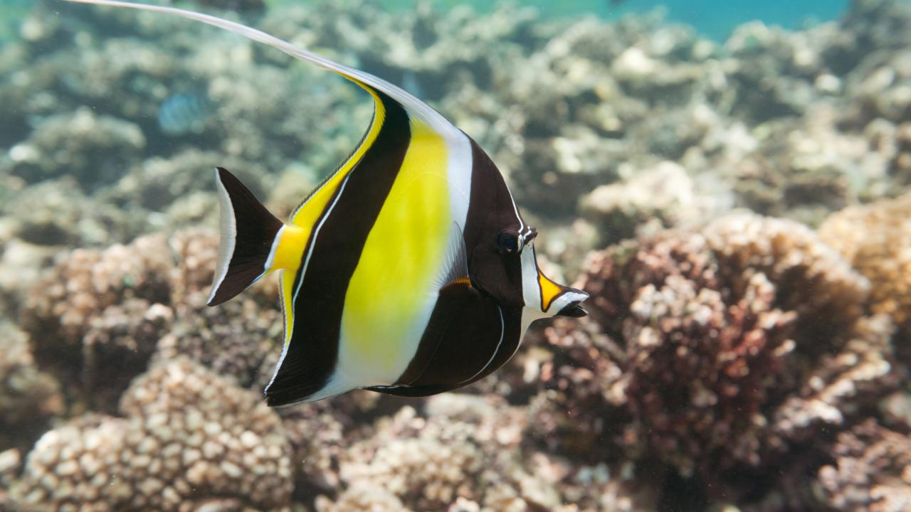A fish with yellow and black vertical stripes swims over a coral reef. 