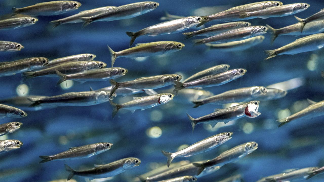 anchovies swim against blue water background