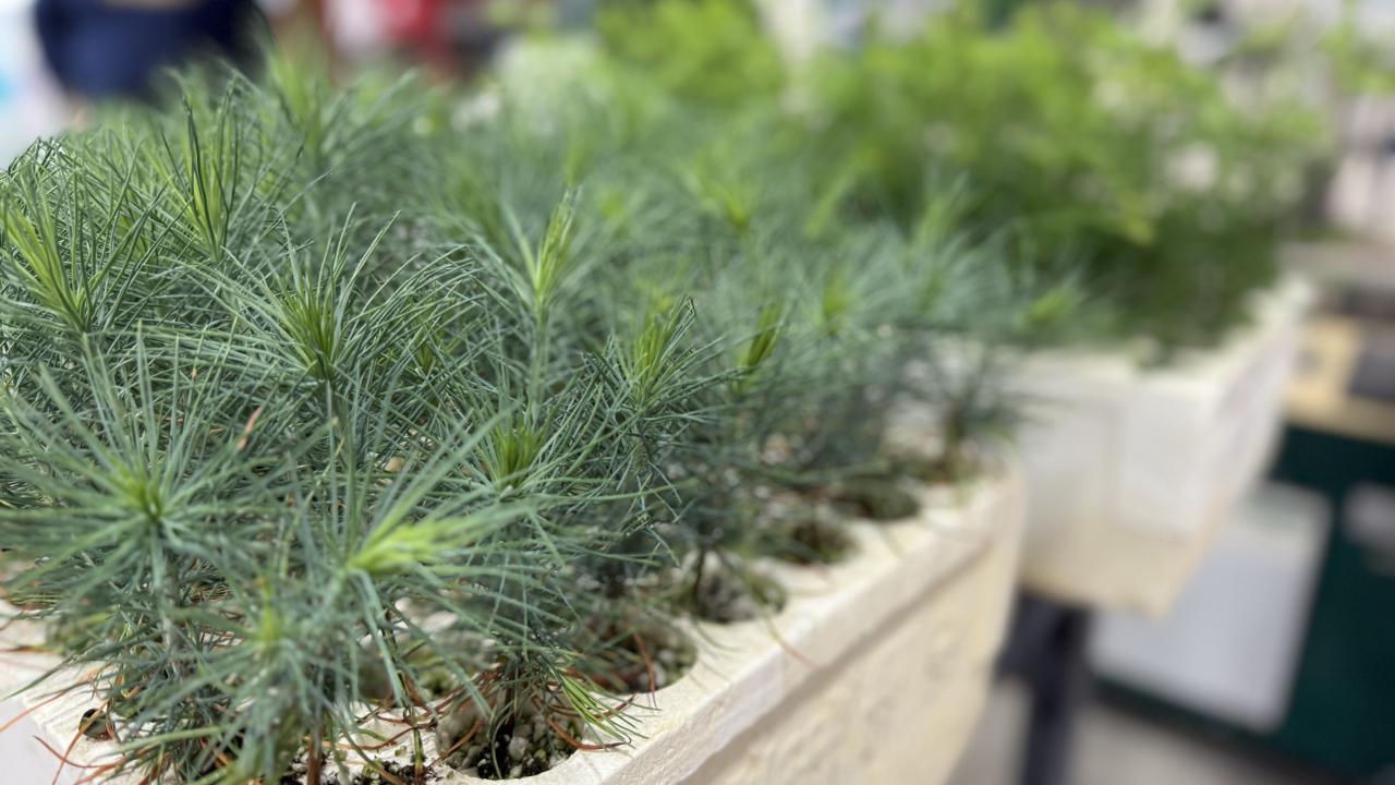 pine and redwood seedlings grow in containers inside