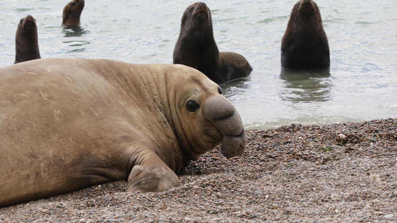 Un elefante marino macho en Argentina cercano a lobos marinos.