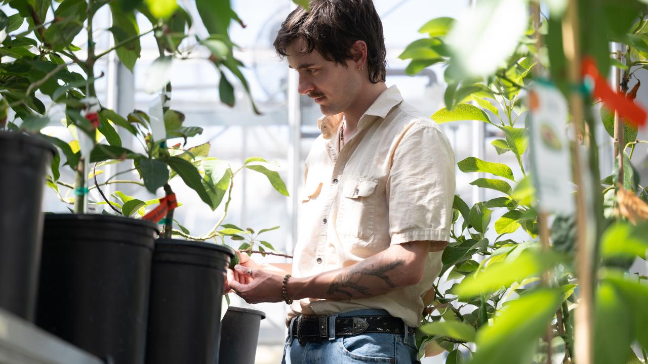 Jeffrey Groh in beige shirt tending potted avocado plants in a sunlit greenhouse