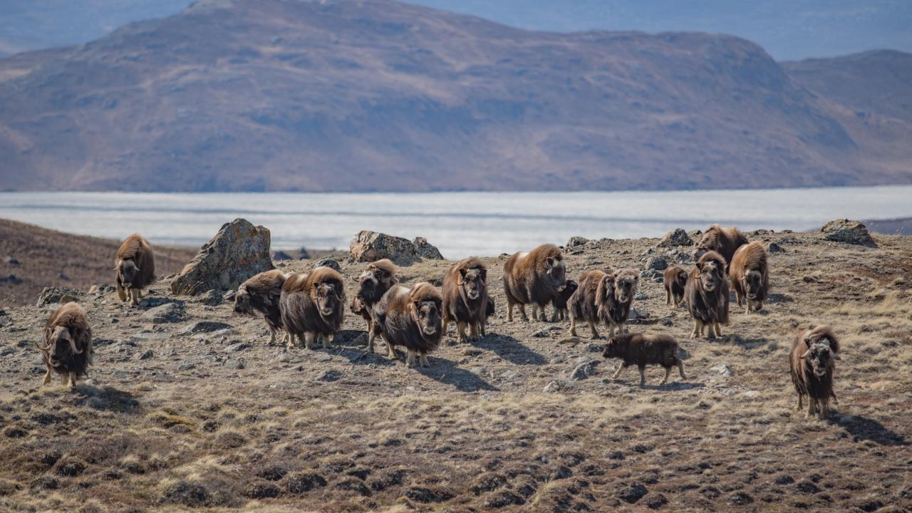 15 muskoxen stand on the windy Arctic tundra with a mountainous backdrop in Greenland