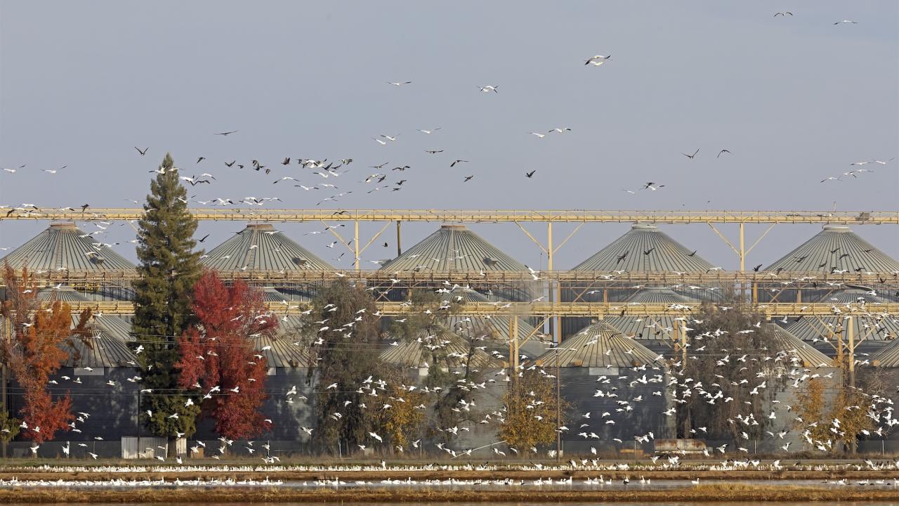 Hundreds of birds and waterfowl fly and swim in a rice fields next to rice silos in California