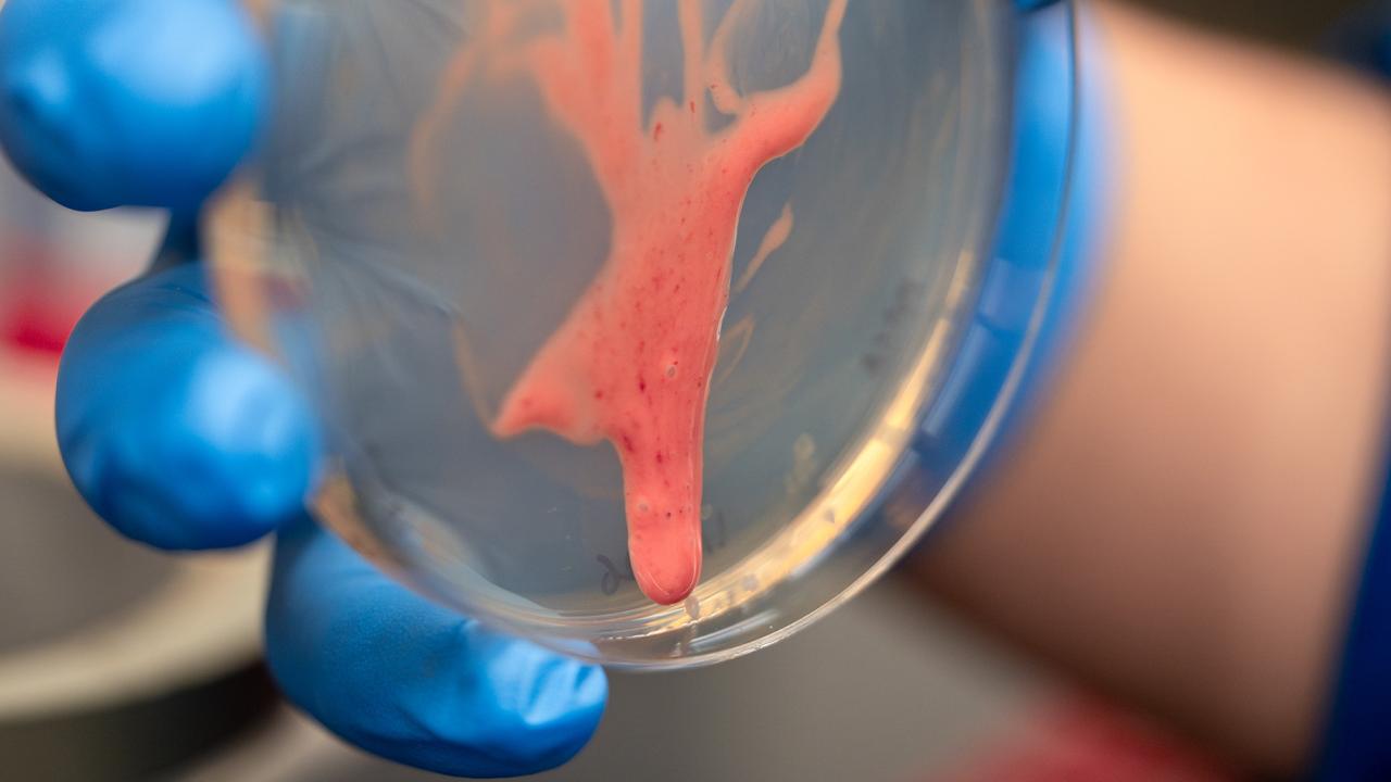 Close up of a circular plastic dish held by a hand in blue gloves. A pink gel runs down the dish. 