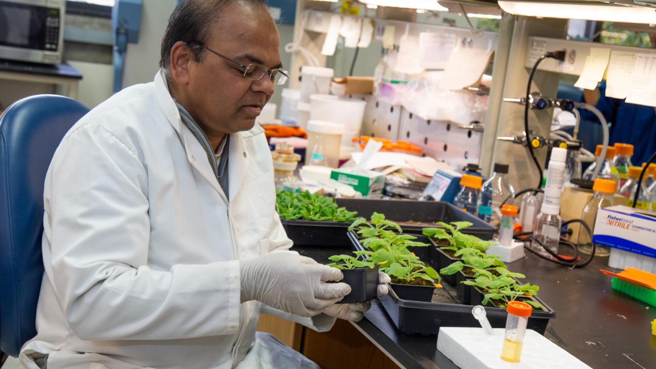 A researcher in a lab, wearing a lab coat and gloves, examines plants on a workbench.