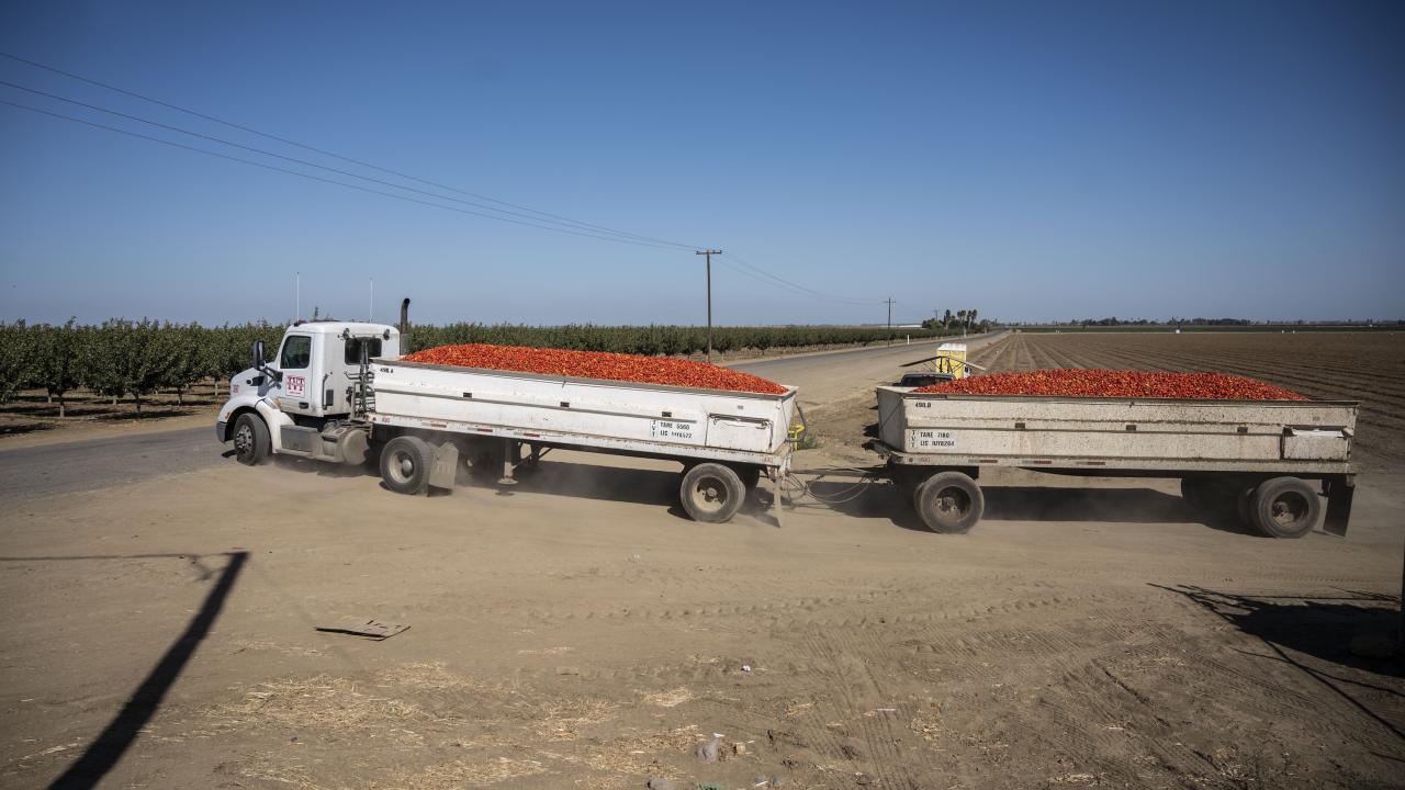 white truck hauling two open loads of bright red tomatoes leaves a field