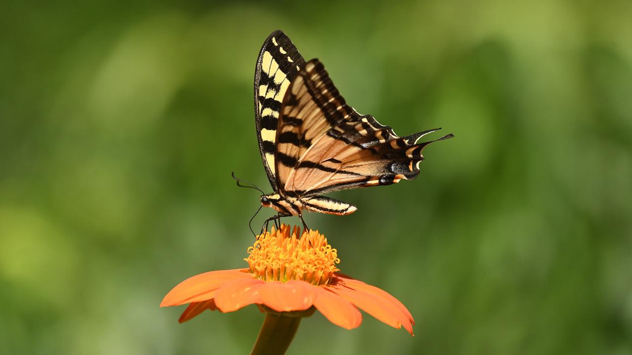 Western tiger swallowtail butterfly on a flower 