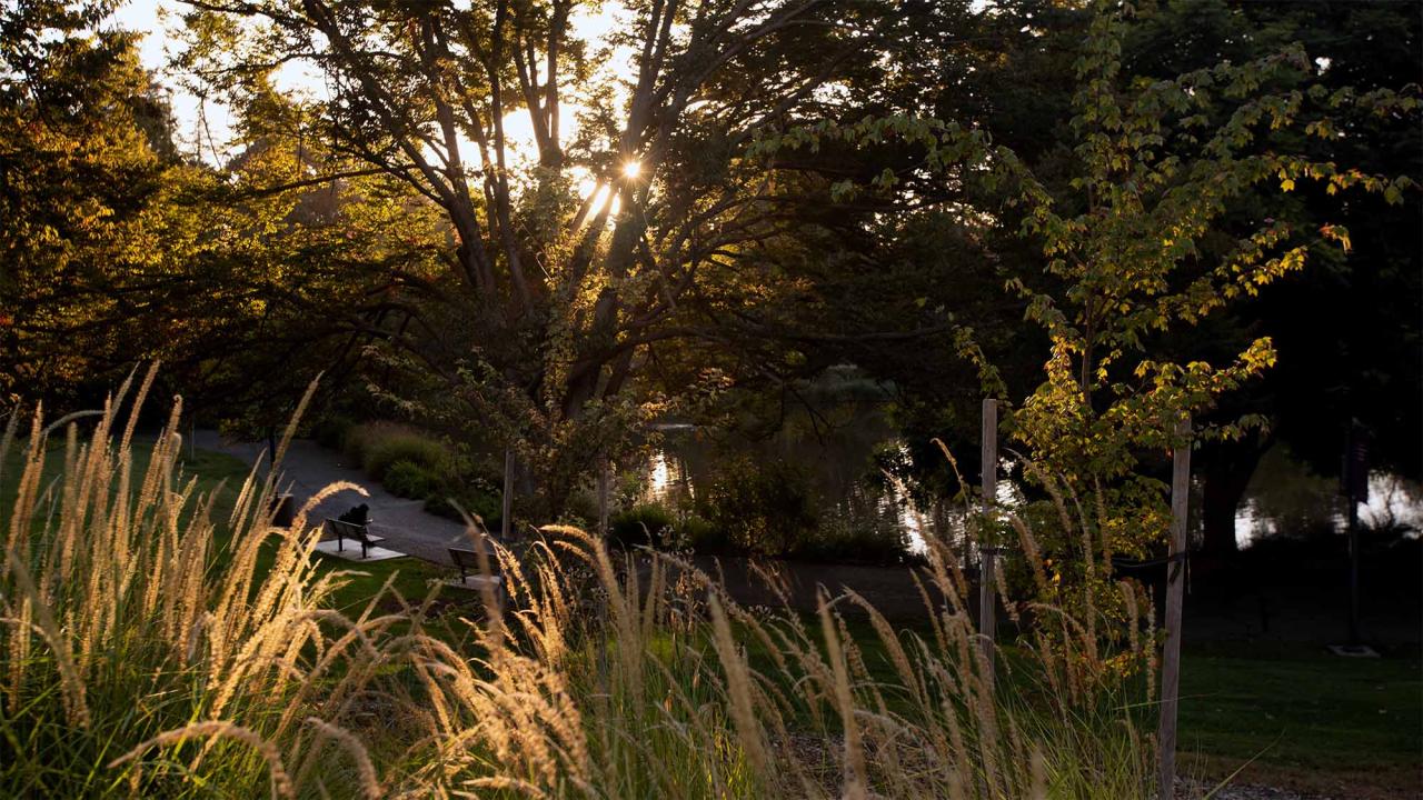 Park at dusk with tall grasses, sunlit trees, and a person sitting on a bench