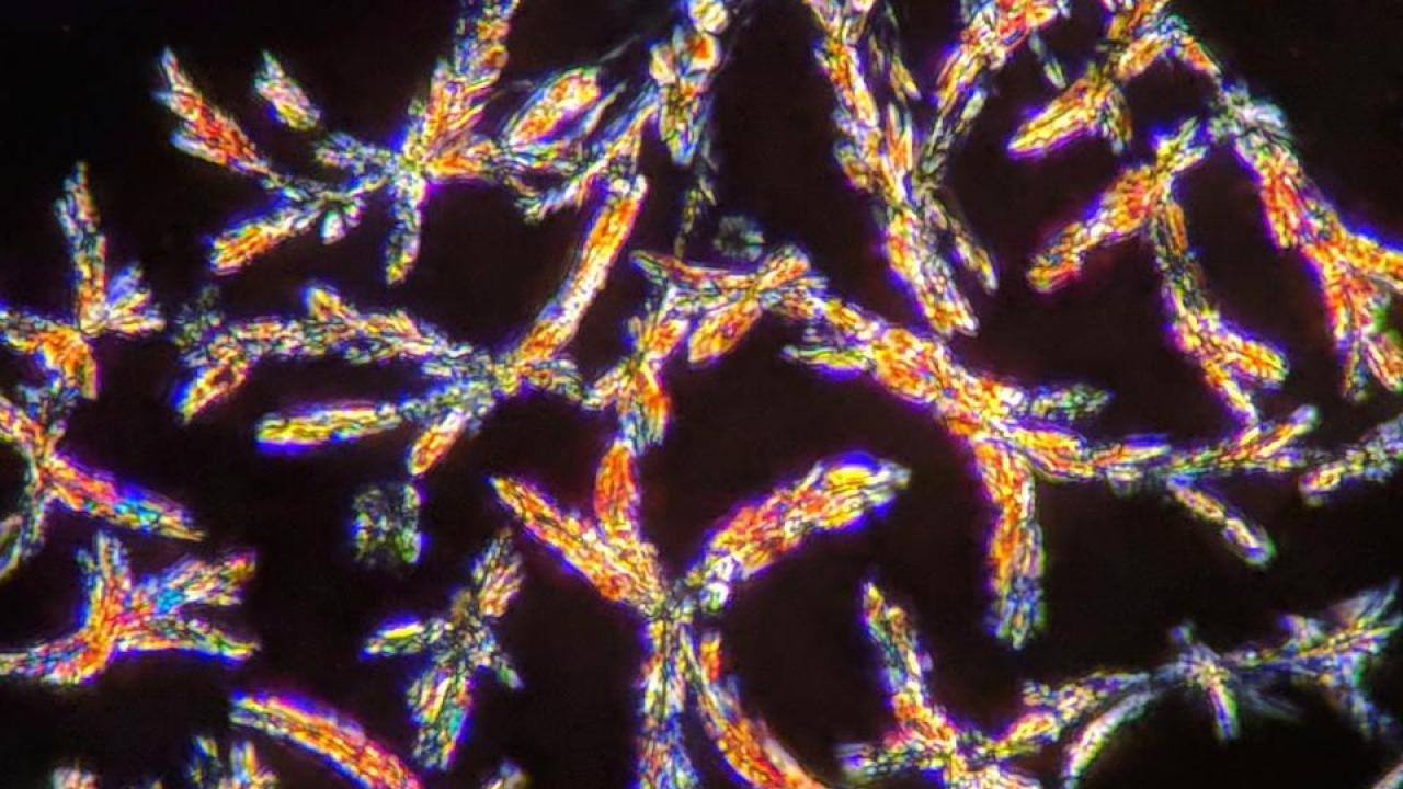 Crystals of DMT imaged with polarizing microscopy