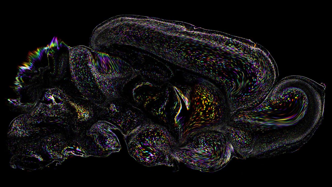 Swirls of brightly colored dots in irregular shapes against a black background. 