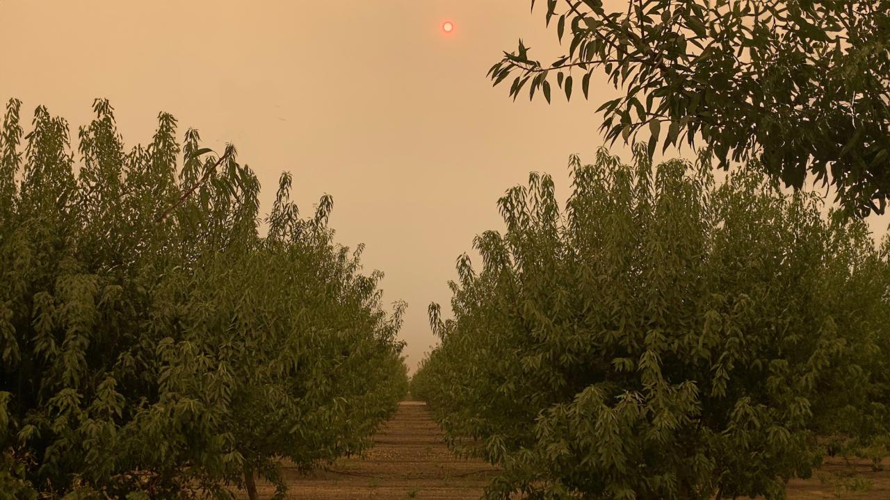Smoke from the megafires in California in 2020 fill the sky over almond orchards in the Central Valley. (Zac Ellis/UC Davis)