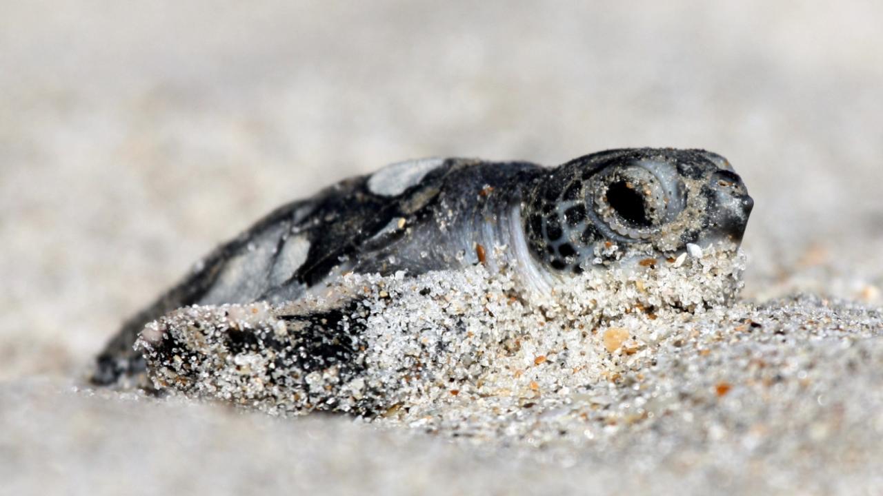 Close-up photo of a green sea turtle hatchling moving through sand 