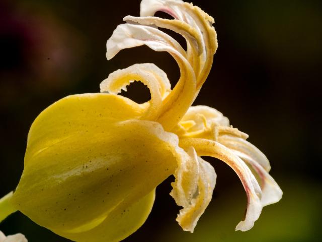 Close-up photograph of yellow wildflower with twisted petals, dark background
