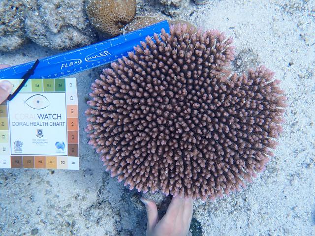 Assessing coral health with a color chart