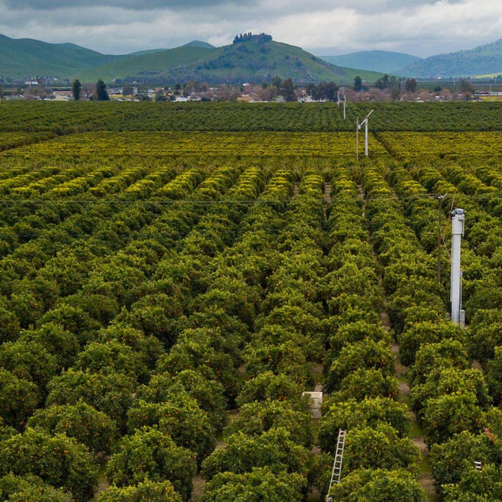An aerial view of a citrus orchard