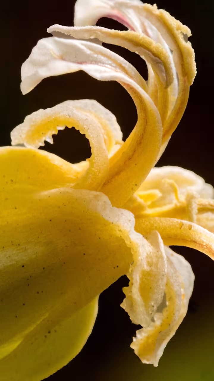 Close-up photograph of yellow wildflower with twisted petals, dark background