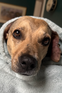 A close-up of a dog wrapped in a soft blanket, looking curiously at the camera.
