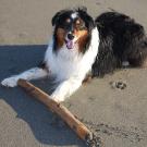 Collie-like dog on beach with a big stick