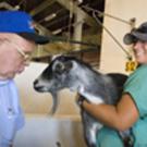Veterinarian Ben Norman and a pygmy goat, held by technician Sophie Nagera, get a good look at each other at the Veterinary Medicine Teaching Hospital