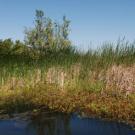 Cattails, tules and other plants on Twitchell Island in the delta are an integral part of rebuilding the soils, thus raising the island's elevation.