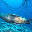 Photo: Sea lion caught in a net underwater