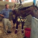 Professor John Madigan explains the Anderson sling, shown in use in the intensive care unit at the Veterinary Medicine Teaching Hospital  on July 31.