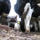 photo: Black and white dairy cow standing in manure